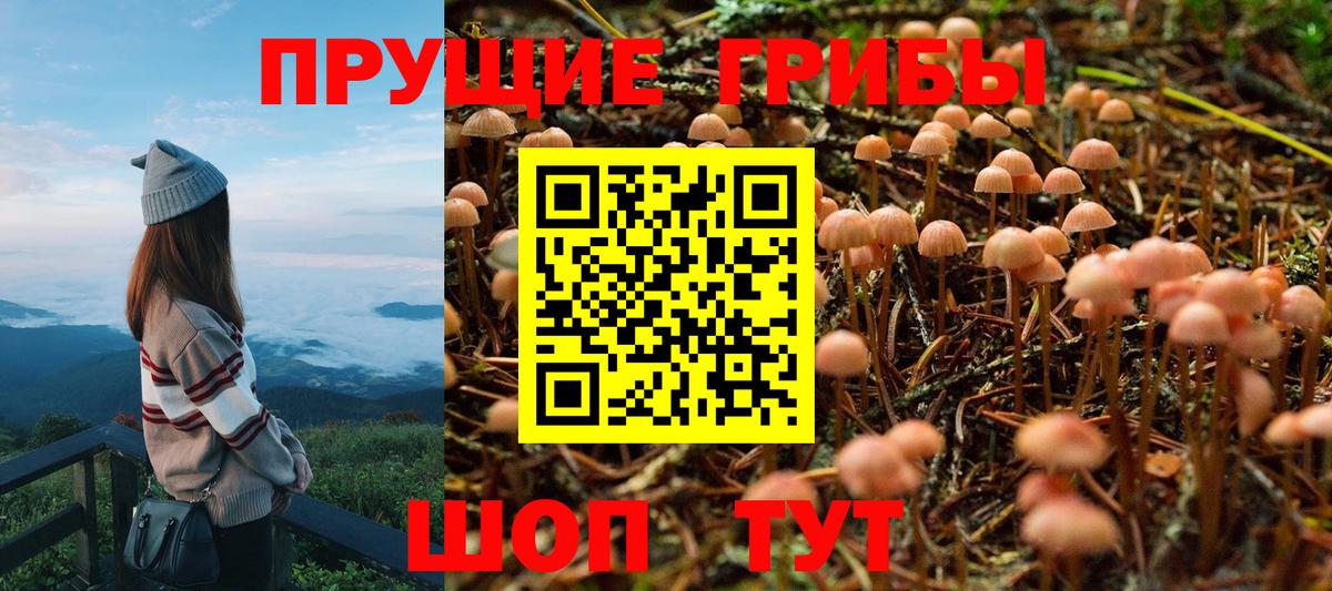 где найти наркотики  Галлюциногенные грибы Psilocybe  Вход с VPN  Щёлково 